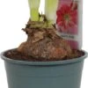 Amaryllis (Hippeastrum 'Sweet Pink') D 14 H 25 Cm 2 Amaryllis (Hippeastrum 'Sweet Pink') D 14 H 25 Cm -Groene Tuin Winkel 8717263102410
