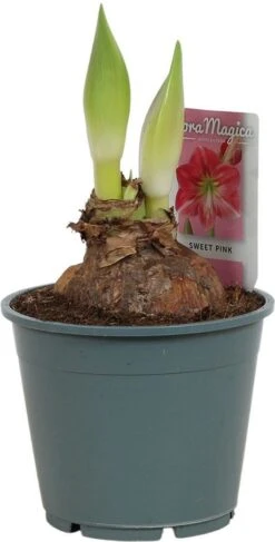 Amaryllis (Hippeastrum 'Sweet Pink') D 14 H 25 Cm