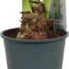 Amaryllis (Hippeastrum 'Arctic White') D 14 H 25 Cm
