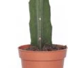 Maancactus (Gymnocalycium Mihanovichii) Rood D 5,5 H 14 Cm -Groene Tuin Winkel 8717263108238