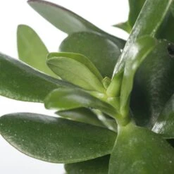 Crassula (Crassula 'Magical Tree') D 12 H 18 Cm -Groene Tuin Winkel 8717263108344 1 1