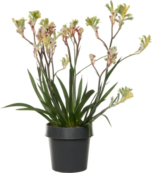 Kangoeroepoot (Anigozanthos) Oranje D 14 H 40 Cm