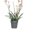 Kangoeroepoot (Anigozanthos) Rood D 12 H 40 Cm -Groene Tuin Winkel 8717263108702 1 3