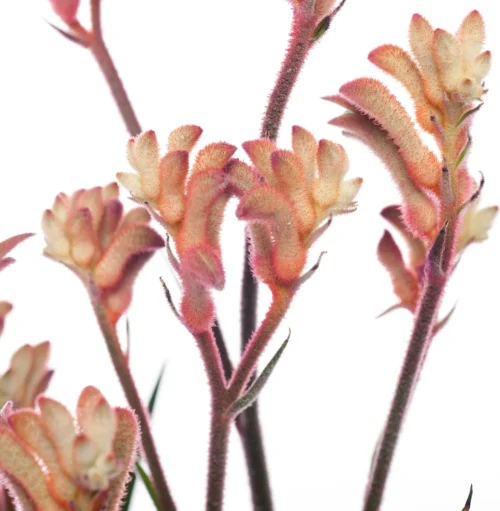 Kangoeroepoot (Anigozanthos) Rood D 12 H 40 Cm -Groene Tuin Winkel 8717263108702 2