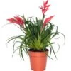 Vriesea (Vriesea Multiflower 'Astrid') D 12 H 30 Cm -Groene Tuin Winkel 8717263109471 3 1
