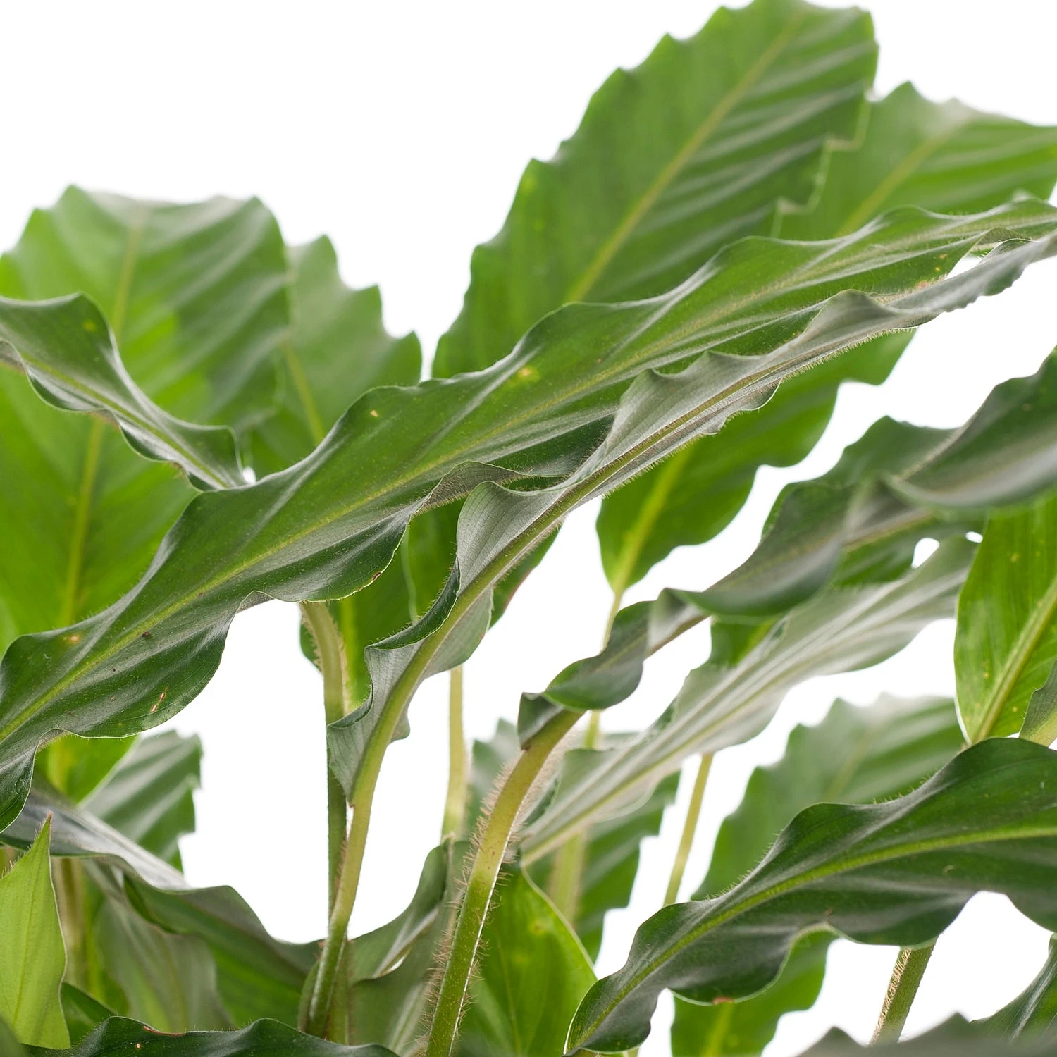 Calathea (Calathea Rufibarba 'Tropistar') D 21 H 100 Cm 4 Calathea (Calathea Rufibarba 'Tropistar') D 21 H 100 Cm - Afbeelding 2