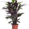 Calathea (Calathea Rufibarba 'Wavestar') D 19 H 75 Cm