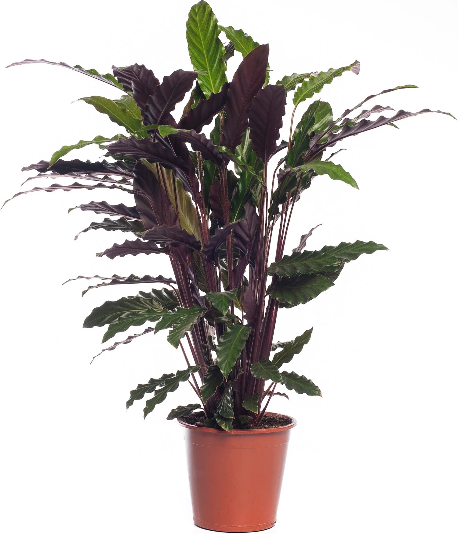 Calathea (Calathea Rufibarba 'Wavestar') D 19 H 75 Cm 3 Calathea (Calathea Rufibarba 'Wavestar') D 19 H 75 Cm