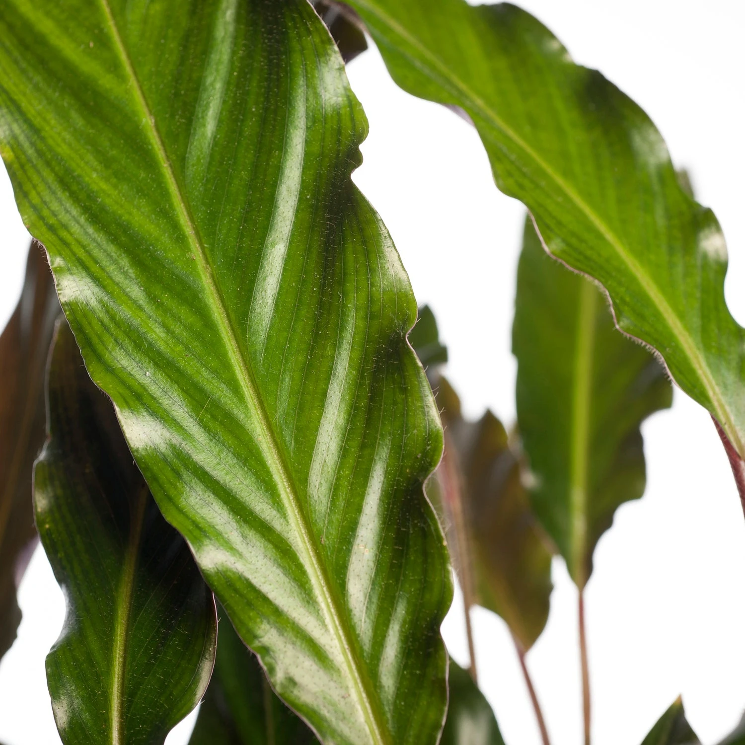 Calathea (Calathea Rufibarba 'Wavestar') D 19 H 75 Cm 4 Calathea (Calathea Rufibarba 'Wavestar') D 19 H 75 Cm - Afbeelding 2