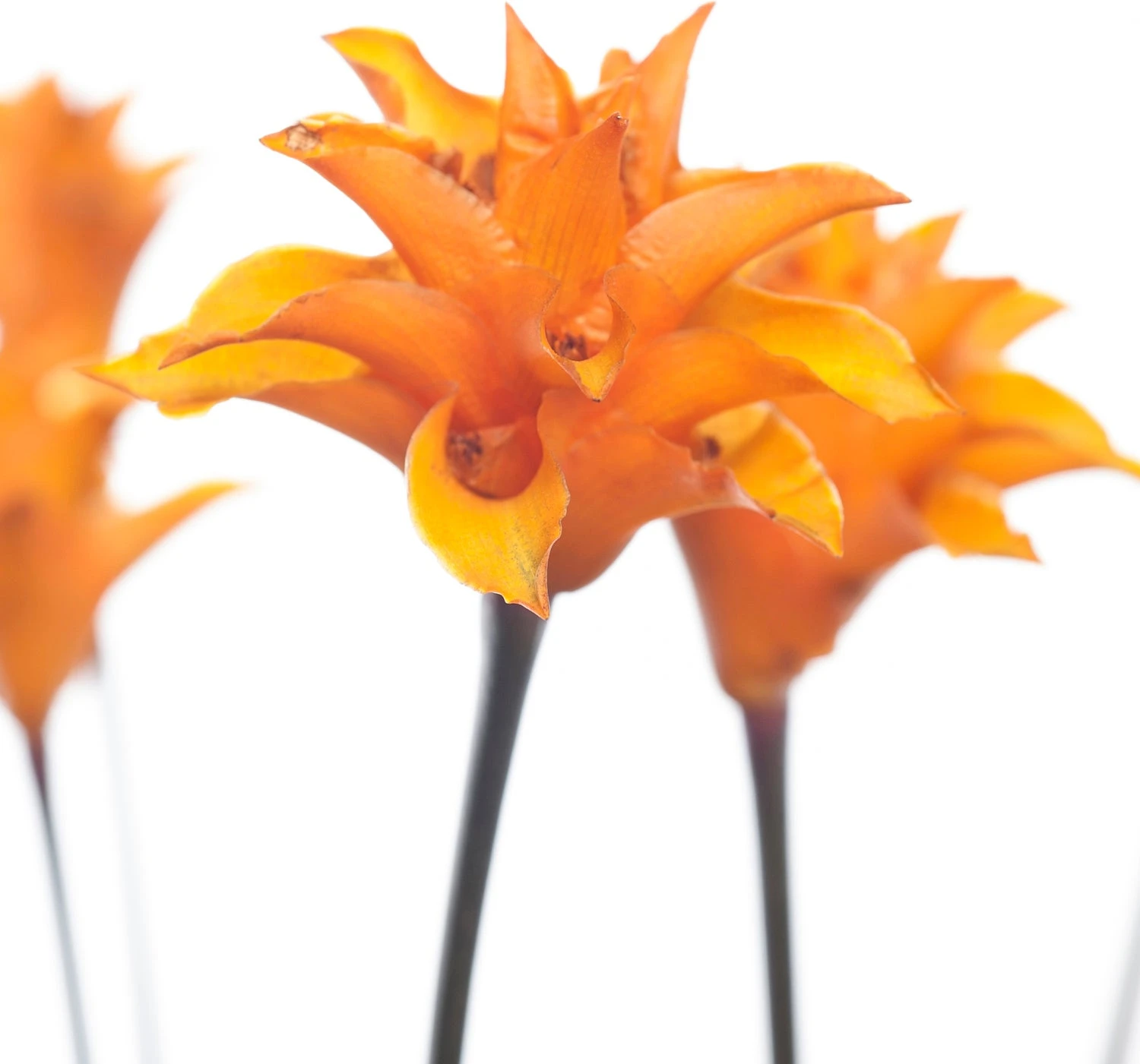 Eeuwige Vlam (Calathea Crocata 'Tassmania') D 14 H 40 Cm 4 Eeuwige Vlam (Calathea Crocata 'Tassmania') D 14 H 40 Cm - Afbeelding 2