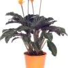 Eeuwige Vlam (Calathea Crocata 'Tassmania') D 14 H 40 Cm -Groene Tuin Winkel 8717263109808 3 1