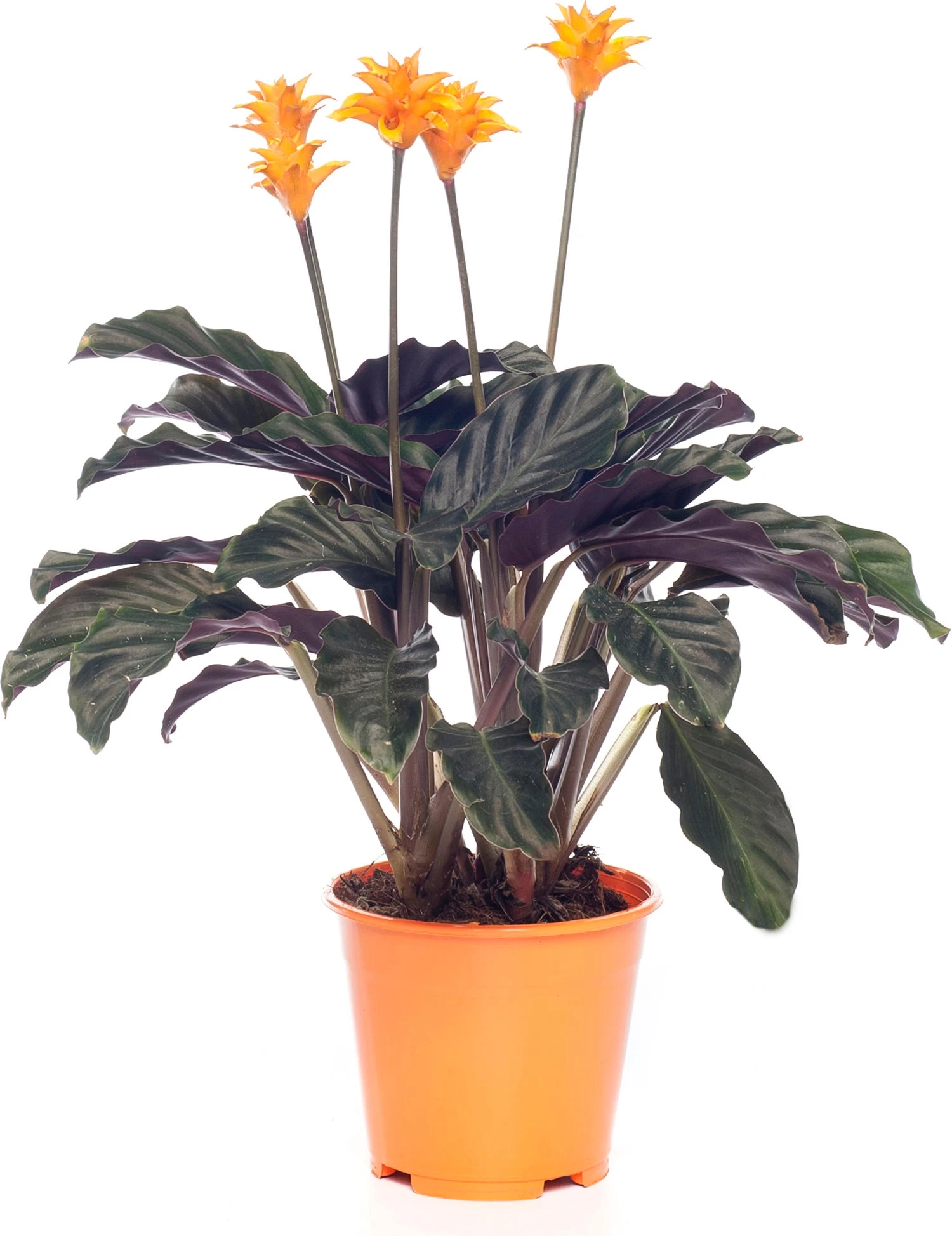 Eeuwige Vlam (Calathea Crocata 'Tassmania') D 14 H 40 Cm 3 Eeuwige Vlam (Calathea Crocata 'Tassmania') D 14 H 40 Cm