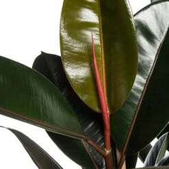 Rubberboom (Ficus Elastica 'Abidjan') D 27 H 90 Cm -Groene Tuin Winkel 8717263109846 2 3