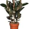 Rubberboom (Ficus Elastica 'Abidjan') D 27 H 90 Cm -Groene Tuin Winkel 8717263109846 3 1
