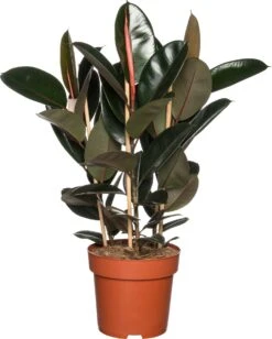 Rubberboom (Ficus Elastica 'Abidjan') D 27 H 90 Cm