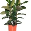 Rubberboom (Ficus Elastica 'Robusta') D 27 H 90 Cm -Groene Tuin Winkel 8717263109860 3