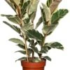 Rubberboom (Ficus Elastica 'Tineke') D 27 H 90 Cm -Groene Tuin Winkel 8717263109884 3 1