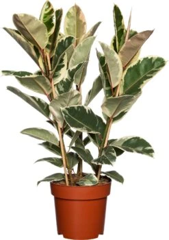 Rubberboom (Ficus Elastica 'Tineke') D 27 H 90 Cm