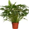Philodendron (Philodendron 'Xanadu') D 21 H 65 Cm -Groene Tuin Winkel 8717263109921