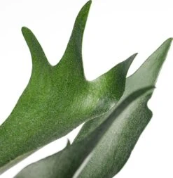 Hertshoornvaren In Hangpot (Platycerium Bifurcatum) D 21 H 55 Cm -Groene Tuin Winkel 8717263109938 2