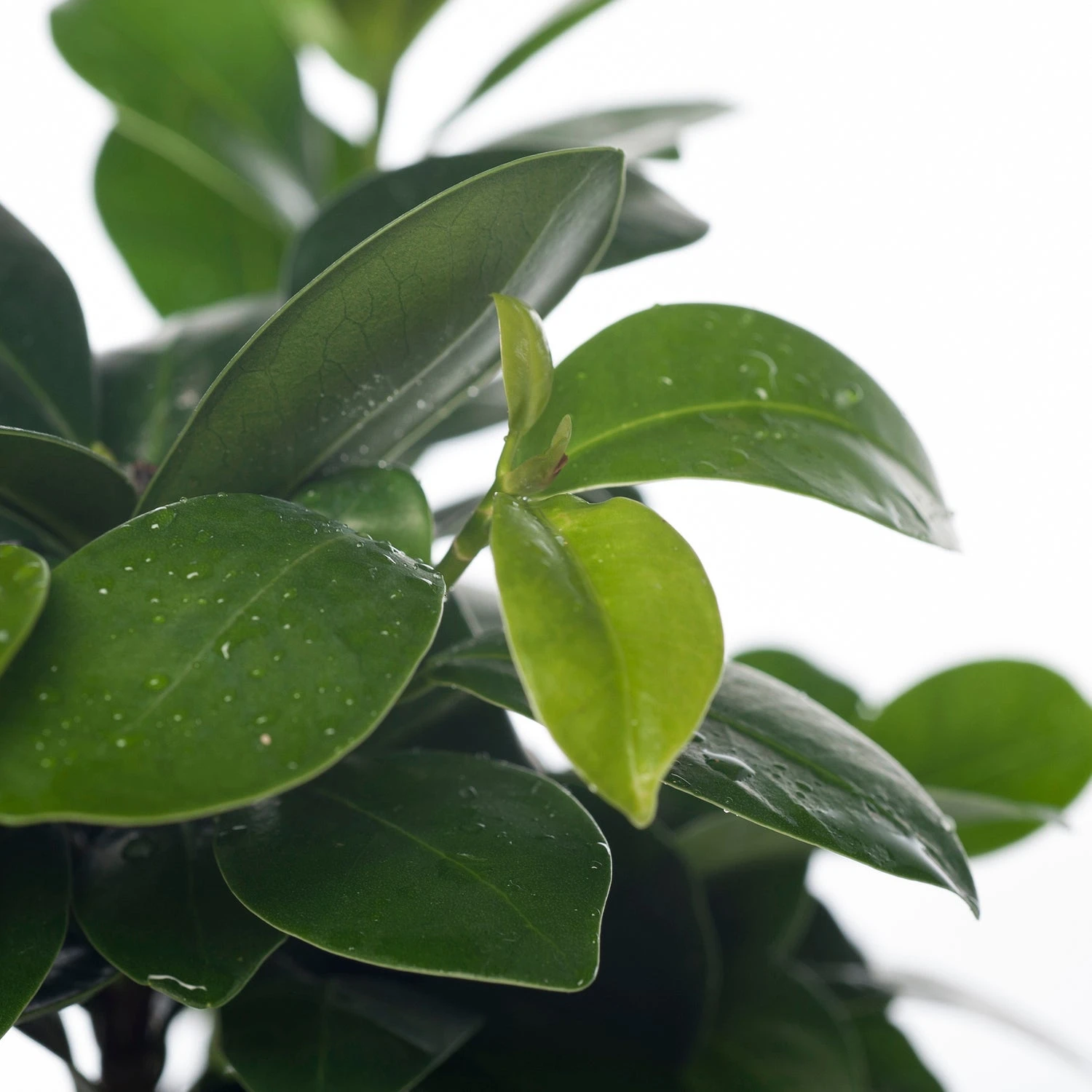 Chinese Vijg (Ficus Microcarpa 'Ginseng') D 12 H 35 Cm 4 Chinese Vijg (Ficus Microcarpa 'Ginseng') D 12 H 35 Cm - Afbeelding 2