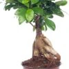 Chinese Vijg (Ficus Microcarpa 'Ginseng') D 12 H 35 Cm -Groene Tuin Winkel 8717263109969 3