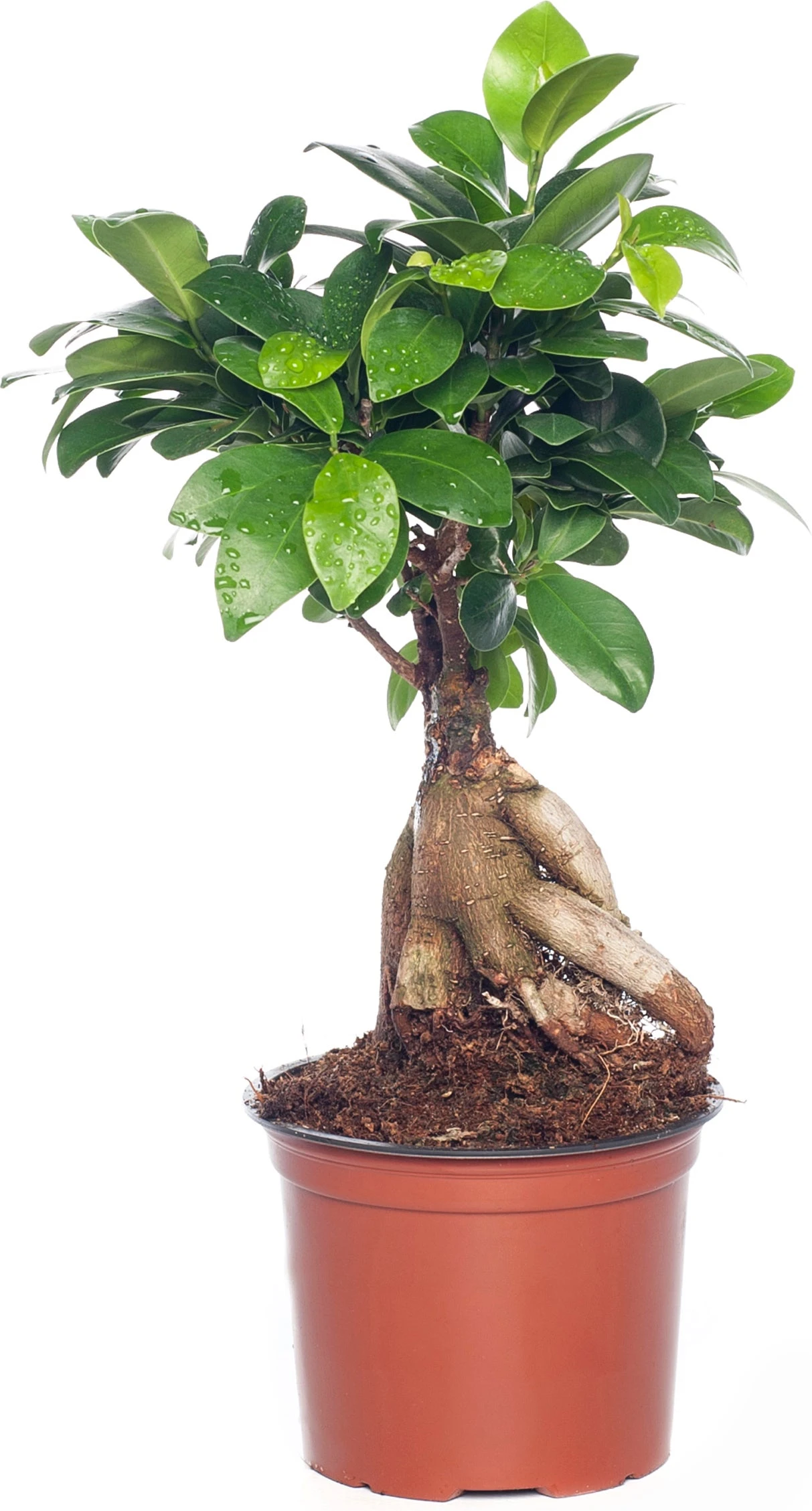 Chinese Vijg (Ficus Microcarpa 'Ginseng') D 12 H 35 Cm 3 Chinese Vijg (Ficus Microcarpa 'Ginseng') D 12 H 35 Cm