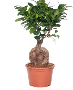 Chinese Vijg (Ficus Microcarpa 'Ginseng') D 15 H 40 Cm