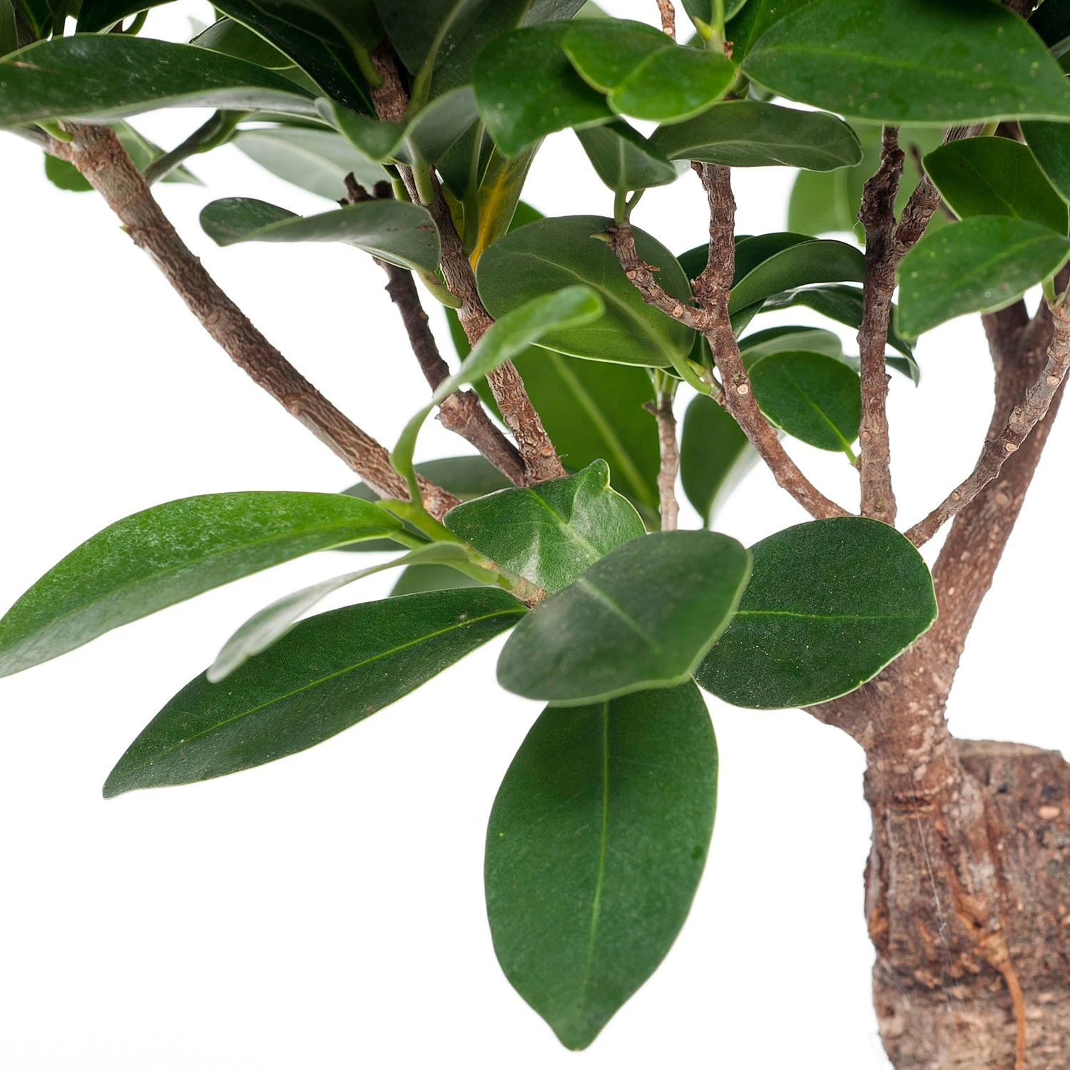 Chinese Vijg (Ficus Microcarpa 'Ginseng') D 15 H 40 Cm 4 Chinese Vijg (Ficus Microcarpa 'Ginseng') D 15 H 40 Cm - Afbeelding 2