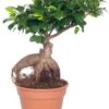Chinese Vijg (Ficus Microcarpa 'Ginseng') D 17 H 40 Cm 1 Chinese Vijg (Ficus Microcarpa 'Ginseng') D 17 H 40 Cm -Groene Tuin Winkel 8717263109983 3 1