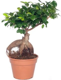 Chinese Vijg (Ficus Microcarpa 'Ginseng') D 17 H 40 Cm