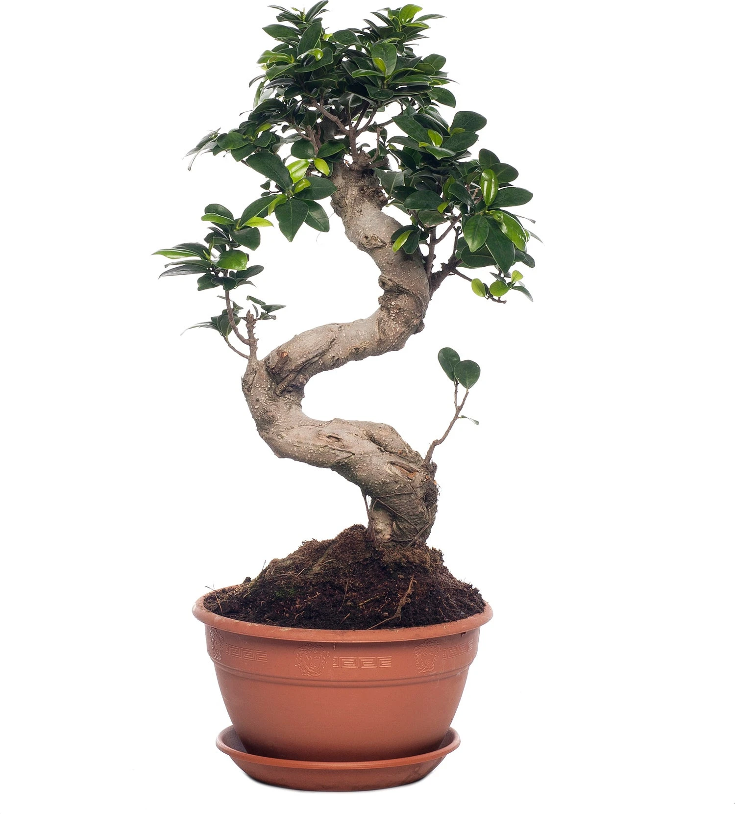 Chinese Vijg (Ficus Microcarpa 'Ginseng') D 22 H 50 Cm 3 Chinese Vijg (Ficus Microcarpa 'Ginseng') D 22 H 50 Cm