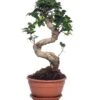 Chinese Vijg (Ficus Microcarpa 'Ginseng') D 27 H 65 Cm -Groene Tuin Winkel 8717263110033 1