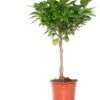 Vijgenboom (Ficus Microcarpa 'Moclame') D 17 H 60 Cm 2 Vijgenboom (Ficus Microcarpa 'Moclame') D 17 H 60 Cm -Groene Tuin Winkel 8717263110088 3