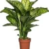Dieffenbachia (Dieffenbachia Seguine 'Maroba') D 21 H 90 Cm -Groene Tuin Winkel 8717263110675