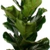 Vioolbladplant (Ficus Lyrata) D 21 H 110 Cm -Groene Tuin Winkel 8717263110682