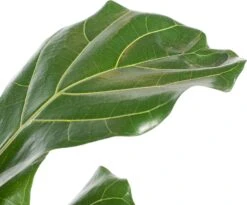 Vioolbladplant (Ficus Lyrata) D 21 H 110 Cm -Groene Tuin Winkel 8717263110682 1 1