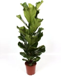 Vioolbladplant (Ficus Lyrata) D 21 H 110 Cm -Groene Tuin Winkel 8717263110682 3