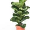 Vioolbladplant (Ficus Lyrata 'Bambino') D 12 H 35 Cm -Groene Tuin Winkel 8717263110729 3 1