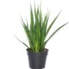 Vrouwentong (Sansevieria Kirkii 'Friends') D 15 H 40 Cm -Groene Tuin Winkel 8717263110958 1 1