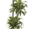 Drakenbloedboom (Dracaena Fragrans 'Dorado') D 24 H 130 Cm -Groene Tuin Winkel 8717263111160 1