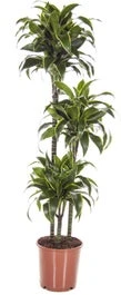 Drakenbloedboom (Dracaena Fragrans 'Dorado') D 24 H 130 Cm 3 Drakenbloedboom (Dracaena Fragrans 'Dorado') D 24 H 130 Cm