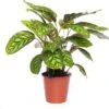 Calathea (Calathea 'Flamestar') D 19 H 75 Cm -Groene Tuin Winkel 8717263112082 3 1