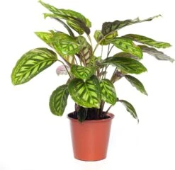 Calathea (Calathea 'Flamestar') D 19 H 75 Cm