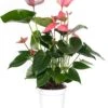 Flamingoplant (Anthurium Andreanum 'Pink Champion') D 14 H 50 Cm 2 Flamingoplant (Anthurium Andreanum 'Pink Champion') D 14 H 50 Cm -Groene Tuin Winkel 8717263112136 3 1