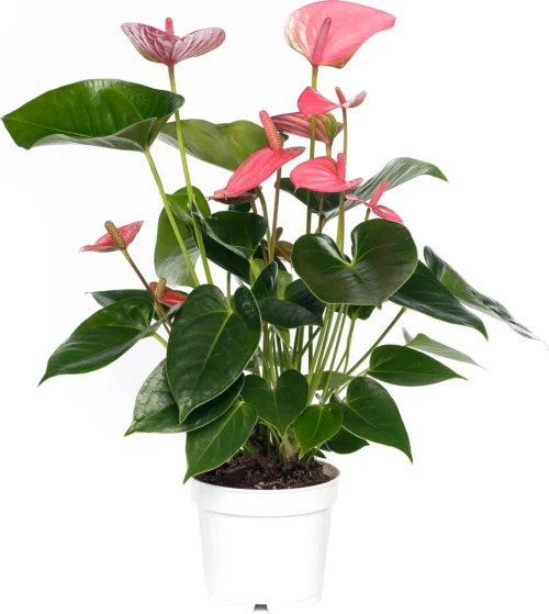 Flamingoplant (Anthurium Andreanum 'Pink Champion') D 14 H 50 Cm