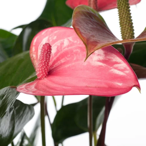 Flamingoplant (Anthurium Andreanum 'Pink Champion') D 17 H 60 Cm -Groene Tuin Winkel 8717263112143 1 1