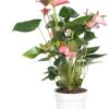 Flamingoplant (Anthurium Andreanum 'Pink Champion') D 17 H 60 Cm -Groene Tuin Winkel 8717263112143 3 1