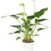 Flamingoplant (Anthurium Andreanum 'White Champion') D 9 H 30 Cm -Groene Tuin Winkel 8717263112266 2