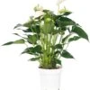 Flamingoplant (Anthurium Andreanum 'White Champion') D 14 H 50 Cm
